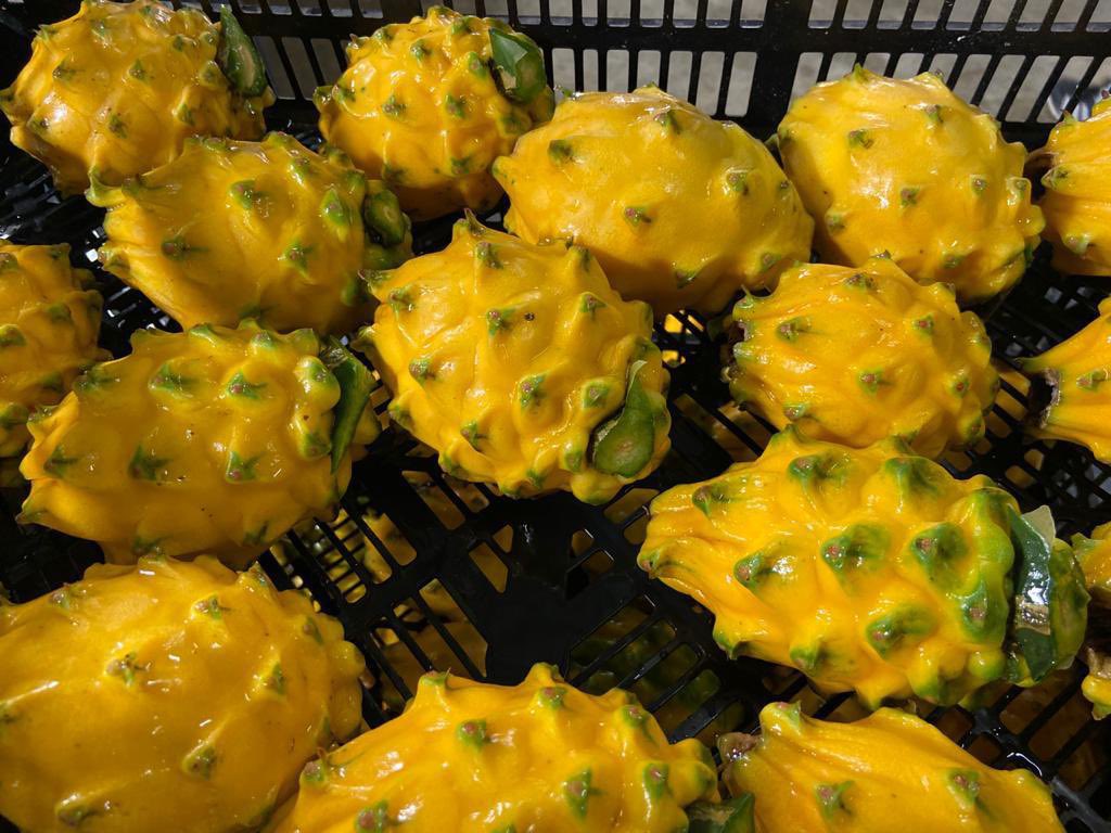 En Ecuador existen 8.146 hectáreas sembradas con pitahaya.