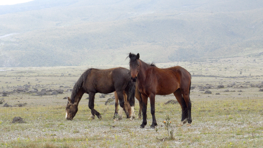 gripe a caballos