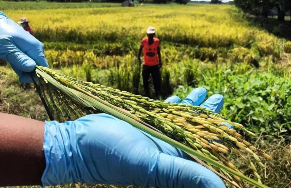 Apoyo al agro
