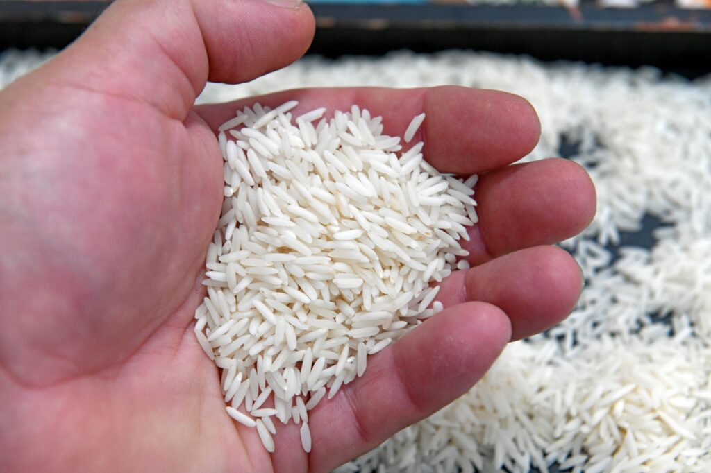 Arroz semilla certificada producción